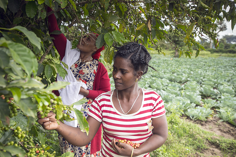 Ethiopia year 3 overview - Empower Youth For Work